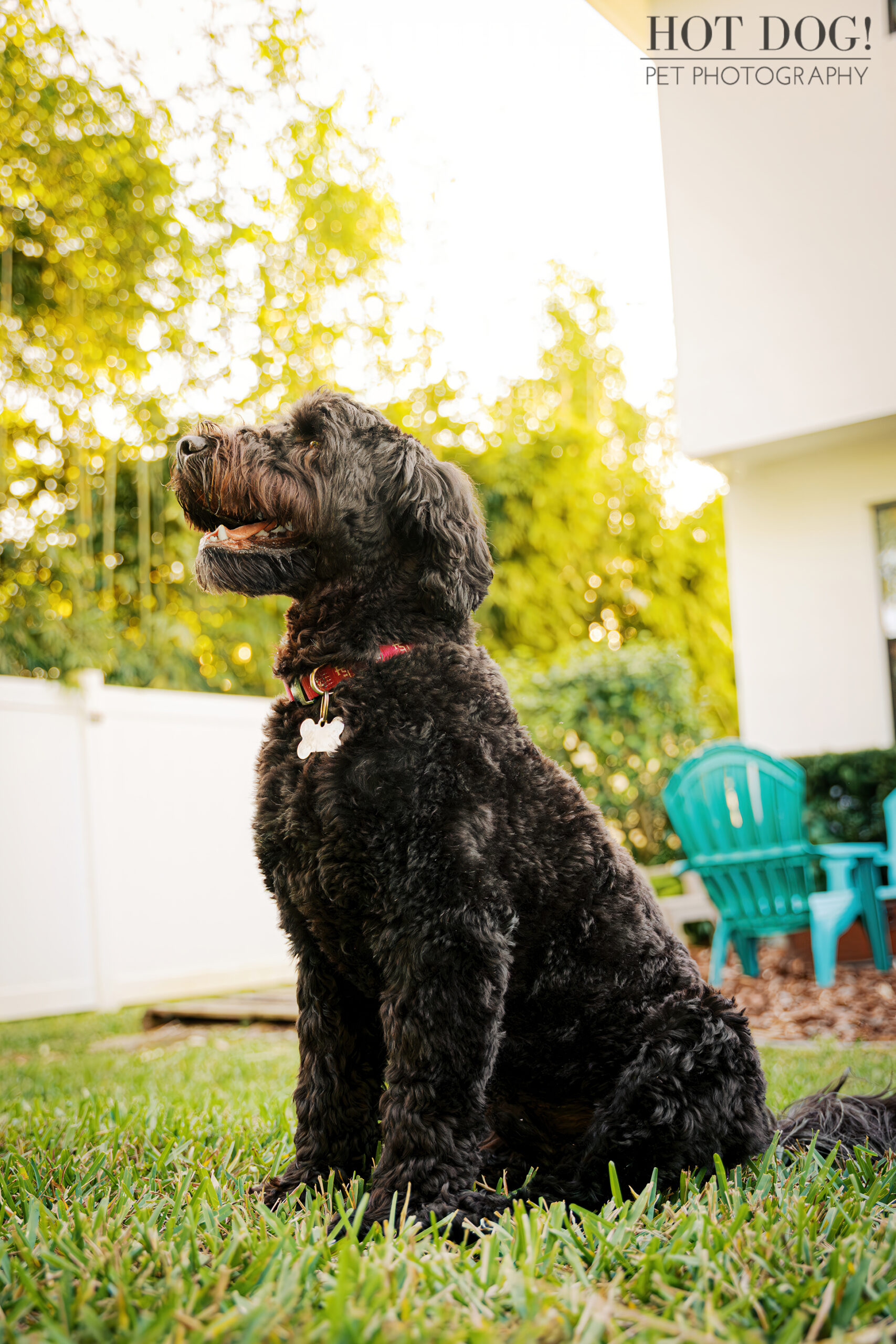 Banjo sits tall in the backyard grass, looking off to the side with bright golden afternoon light and teal patio chairs in the background.