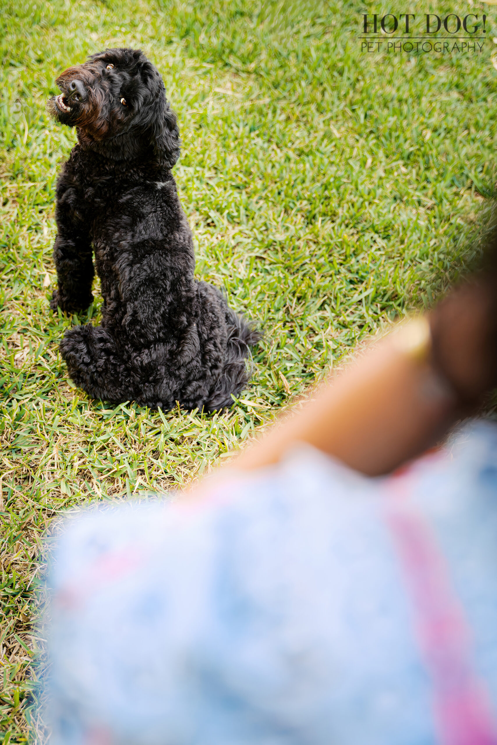 Banjo turns to look over his shoulder from across the lawn, giving a playful expression while someone stands blurred in the foreground.