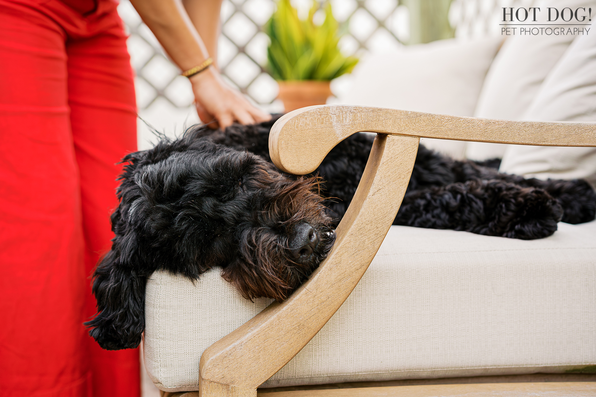 Banjo naps on an outdoor cushioned chair with his head resting over the wooden armrest while Selavi gently pets his back.