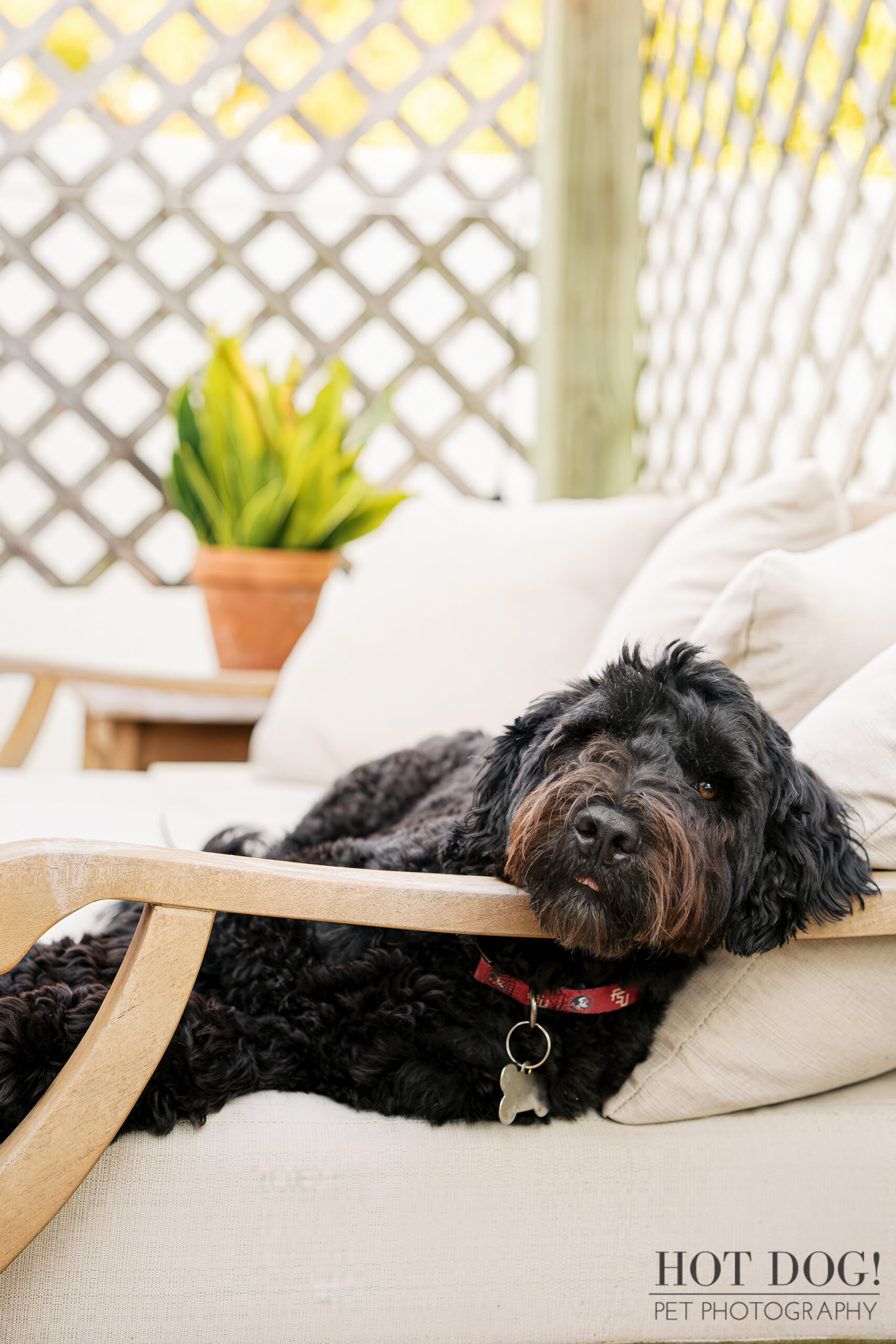 Banjo lounges on the cushioned patio chair with his head peeking over the wooden armrest, looking relaxed and content.