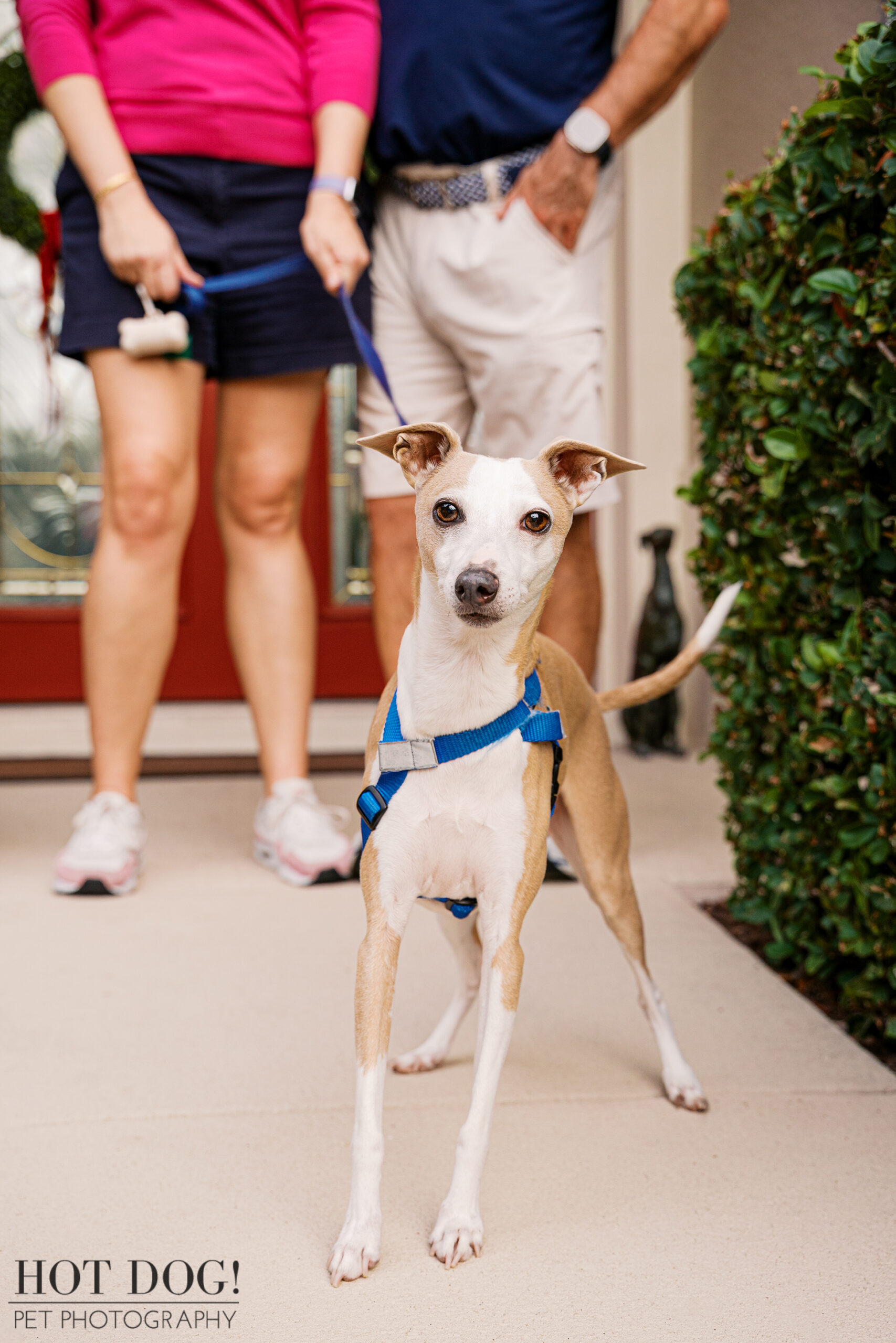 Italian Greyhound standing alert on a front walkway with owners holding the leash in the background outside their Hunter’s Creek home.