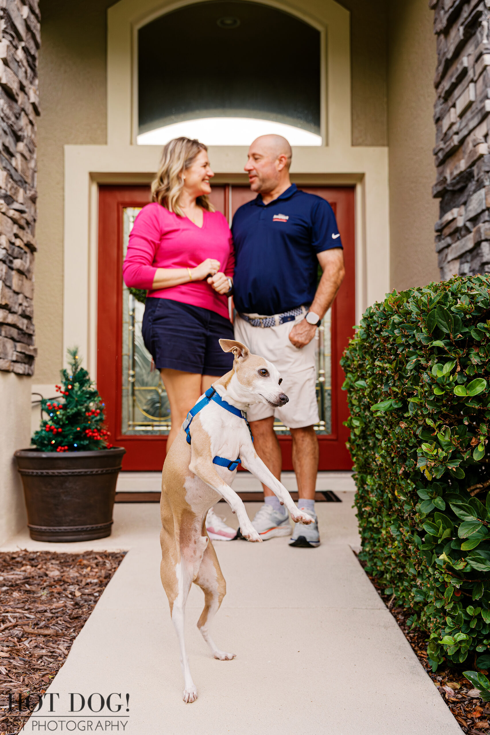 Italian Greyhound standing on hind legs on a front walkway while his owners smile behind him during a holiday pet photography session at home.