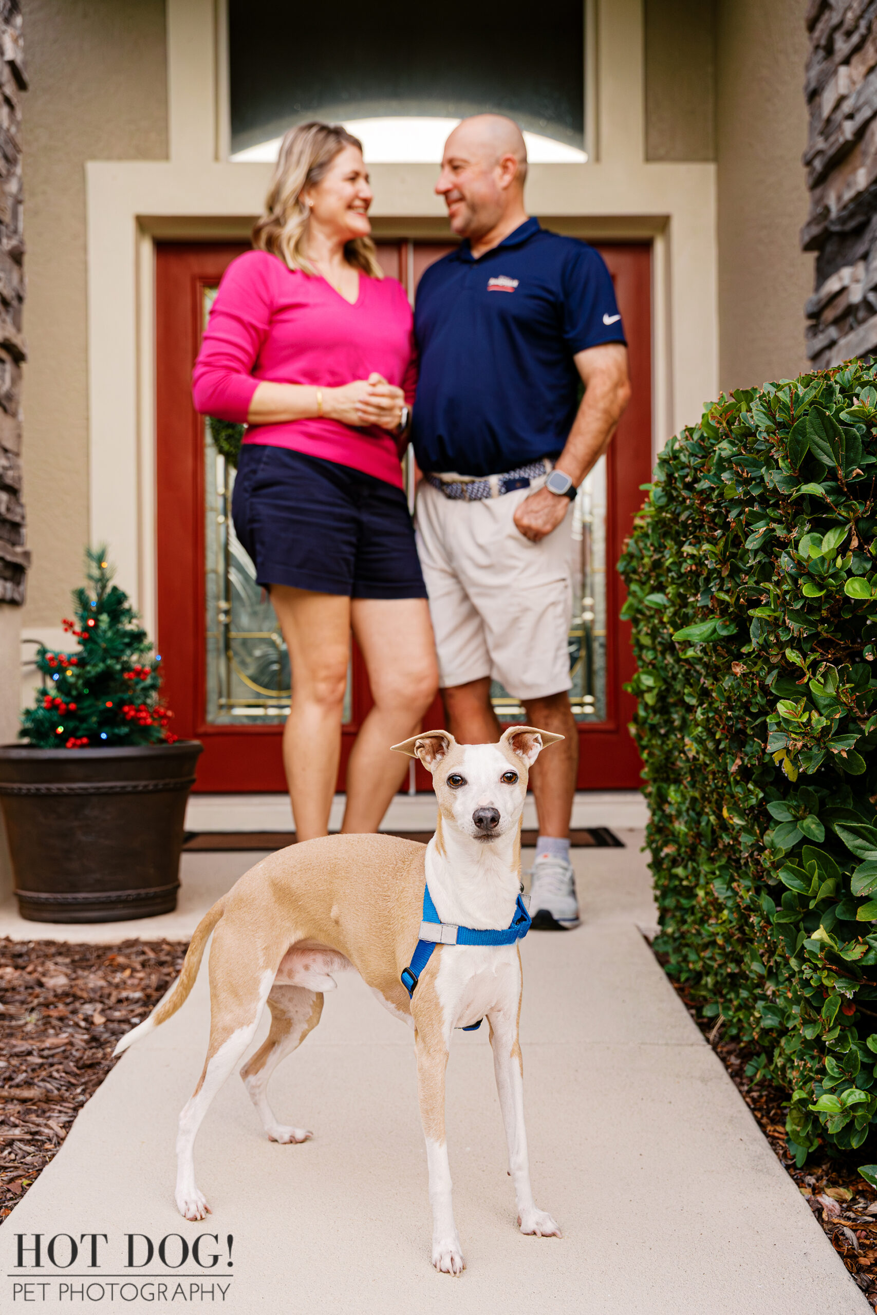 Italian Greyhound standing confidently on a front path with his owners smiling behind him near their front door.