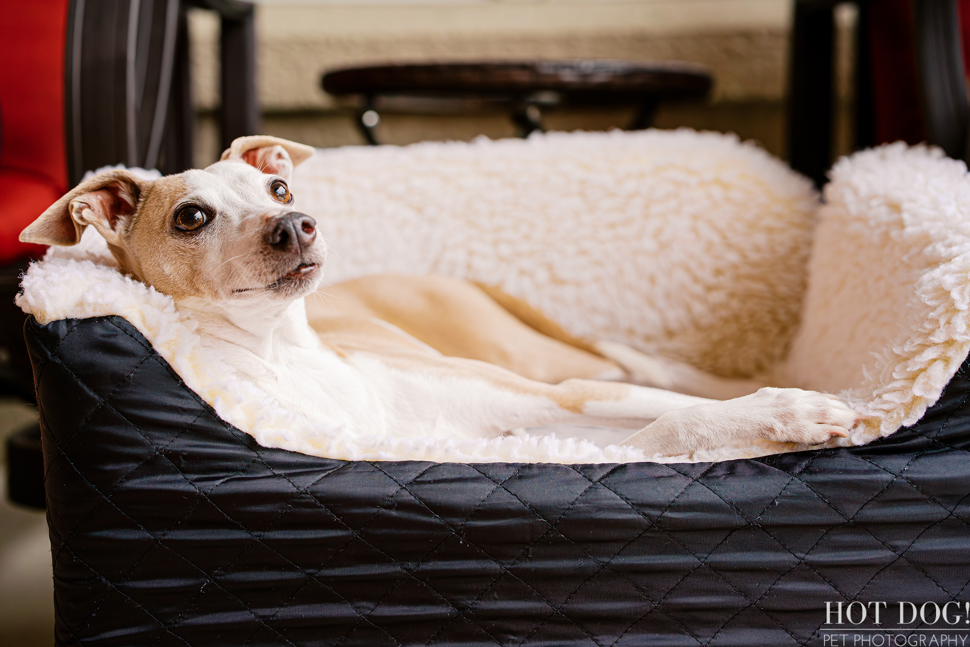 Italian Greyhound resting in a cozy dog bed on the patio while his owners sit nearby during an at-home pet photo session.