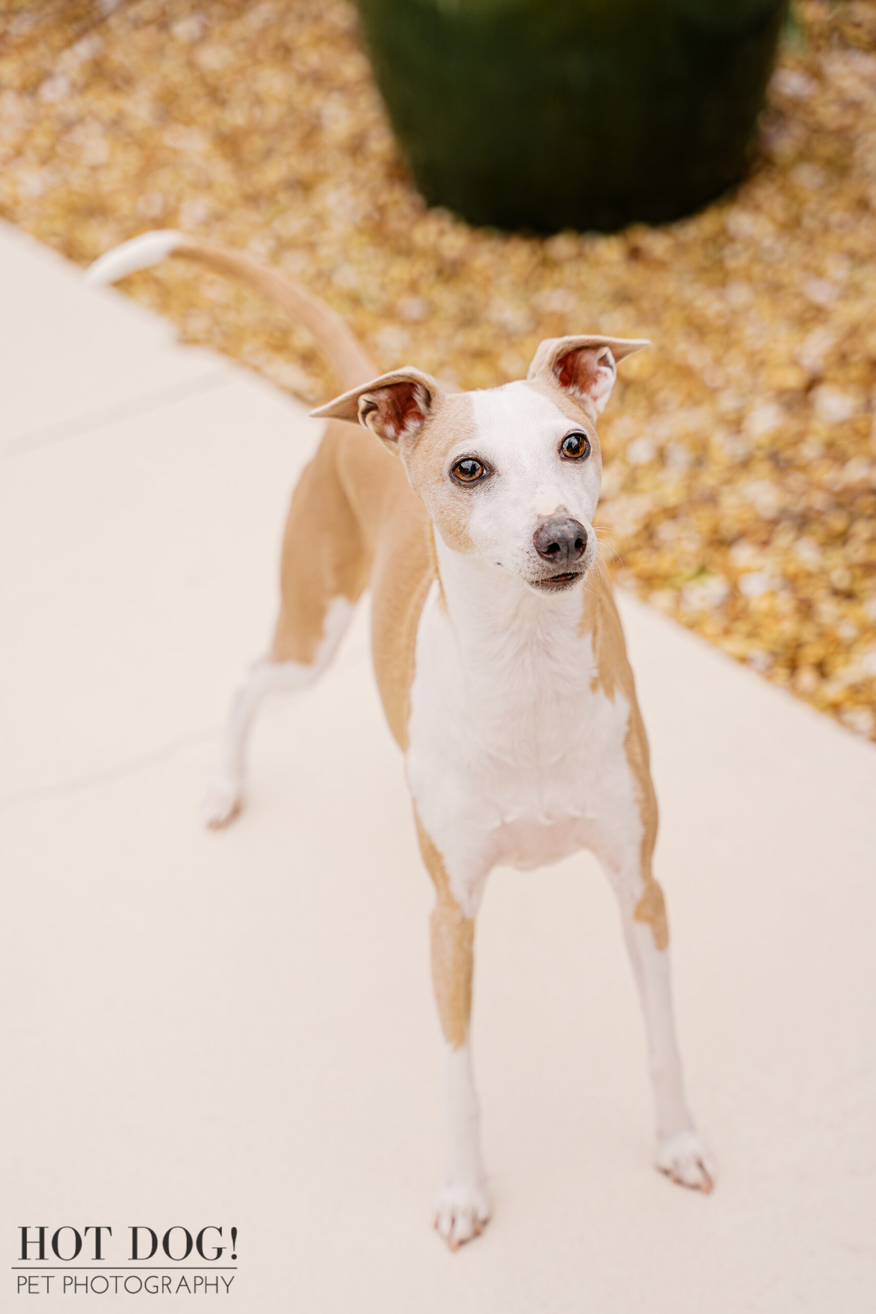 Italian Greyhound standing alert on a sunlit walkway, looking up toward the camera during an at-home pet photography session in Hunter’s Creek.