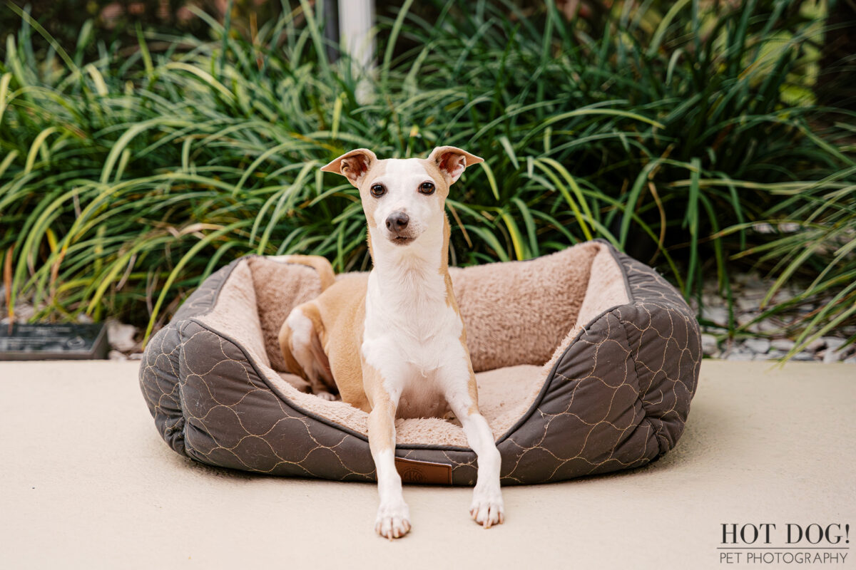 Italian Greyhound sitting upright in a dog bed outdoors, looking directly at the camera during a home pet photography session.