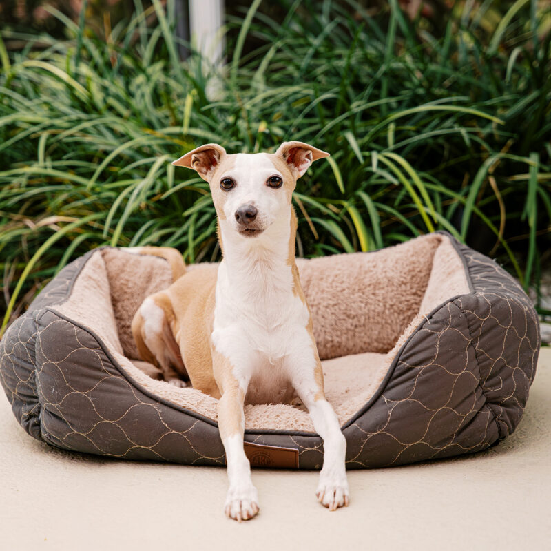 Baxter the Italian Greyhound’s Signature Session | Hunter’s Creek Pet Photography