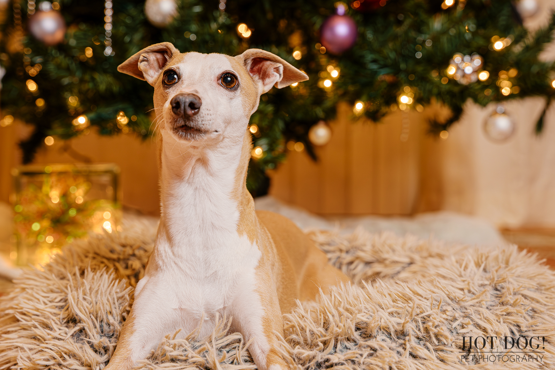 Italian Greyhound lying on a textured rug in front of a decorated Christmas tree during a holiday pet photography session.