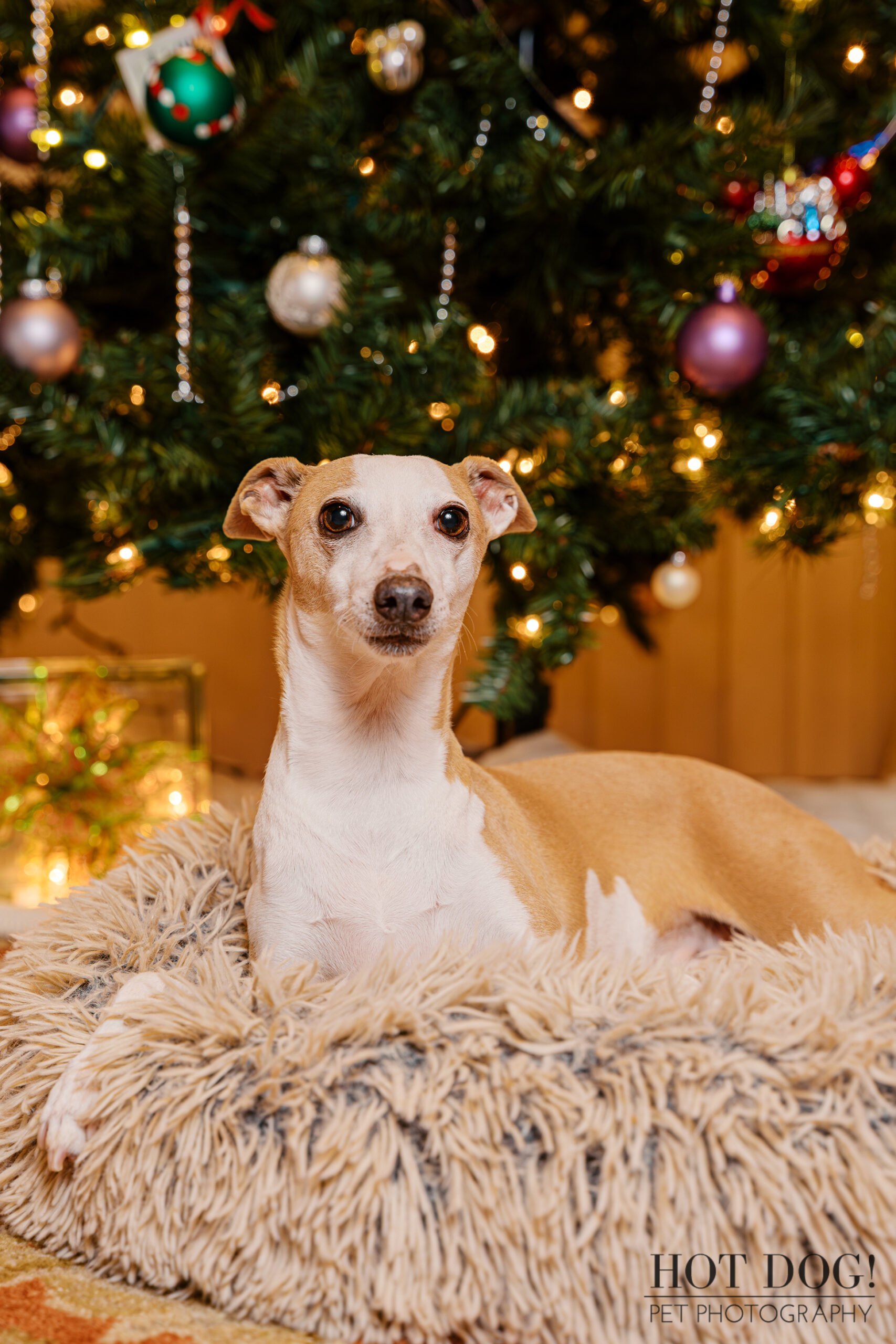 Italian Greyhound resting calmly on a plush rug with a lit Christmas tree in the background.