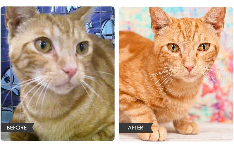 Cat Rescue Portraits | Orlando Pet Photography
