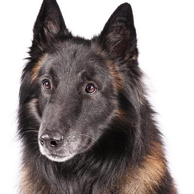 Dog of the Day | Belgian Tervuren