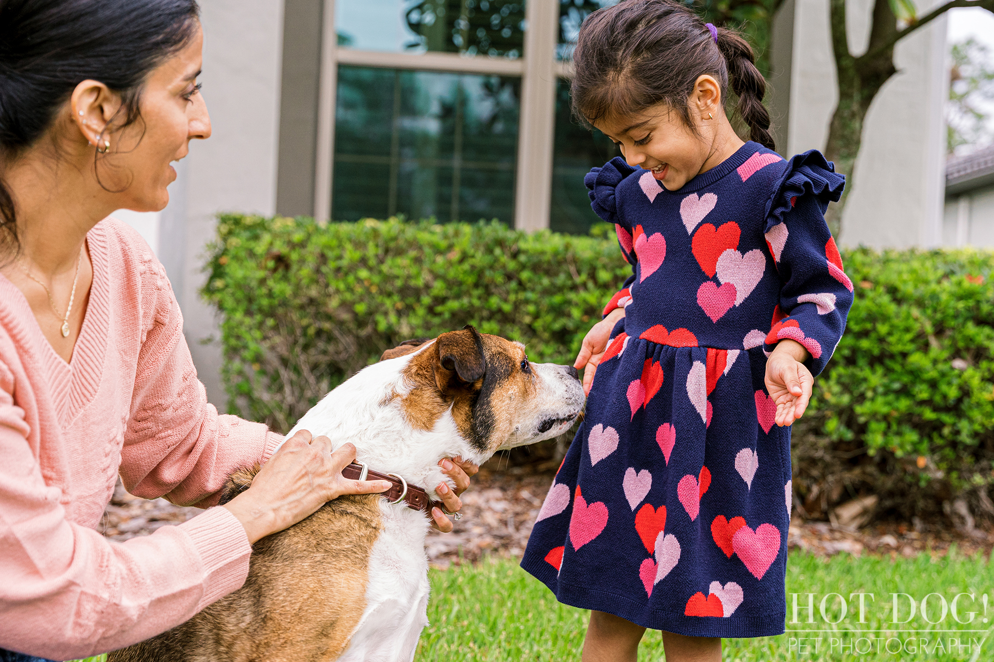 A Boxer/Pit mix is being petted by a woman while a young girl looks on, in a photo taken in Orlando, FL by Hot Dog! Pet Photography.