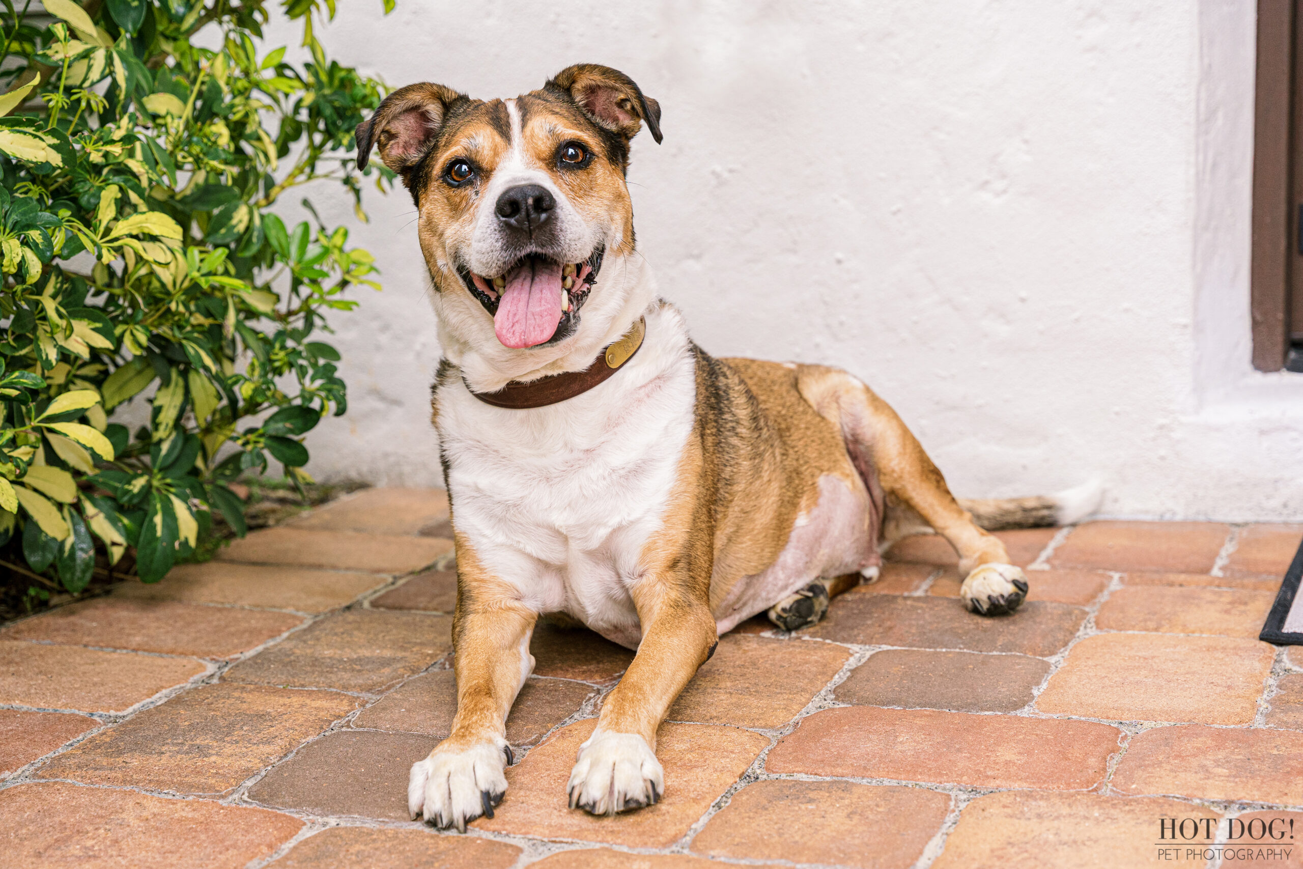 A happy dog lies on a brick walkway. Photo taken in Orlando, FL by Hot Dog! Pet Photography.