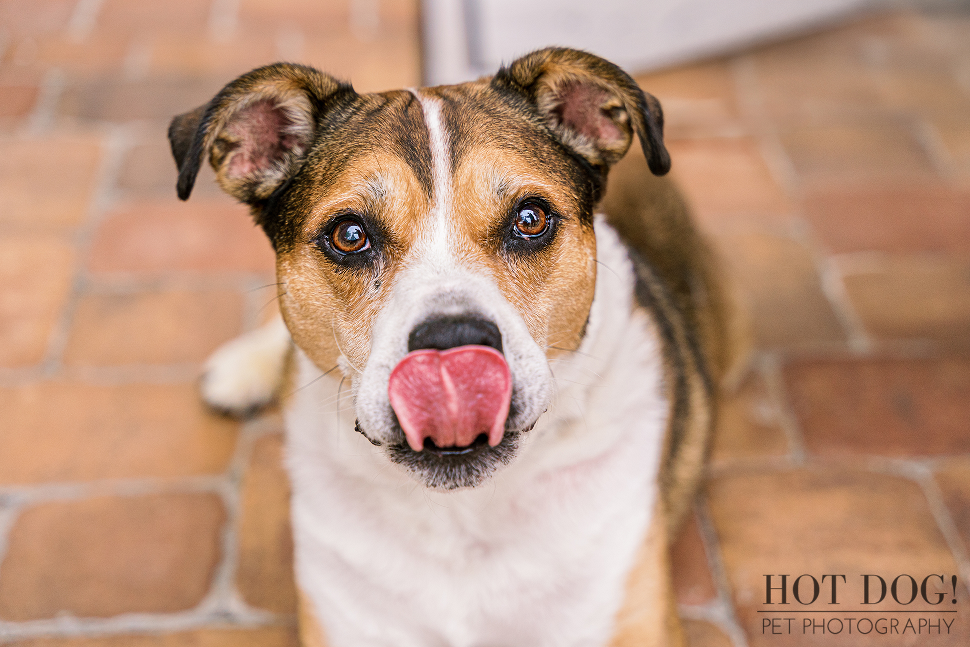A close-up of Benji, a 12-year-old Pit/Boxer mix, licking his nose. Photo taken in Orlando, FL by Hot Dog! Pet Photography.