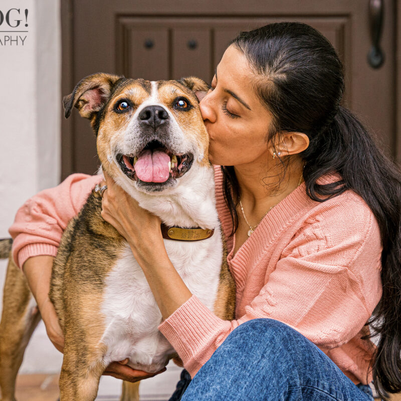 Benji the Boxer/Pit Mix | Orlando Pet Photography