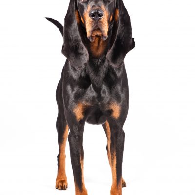 Dog of the Day | Black and Tan Coonhound