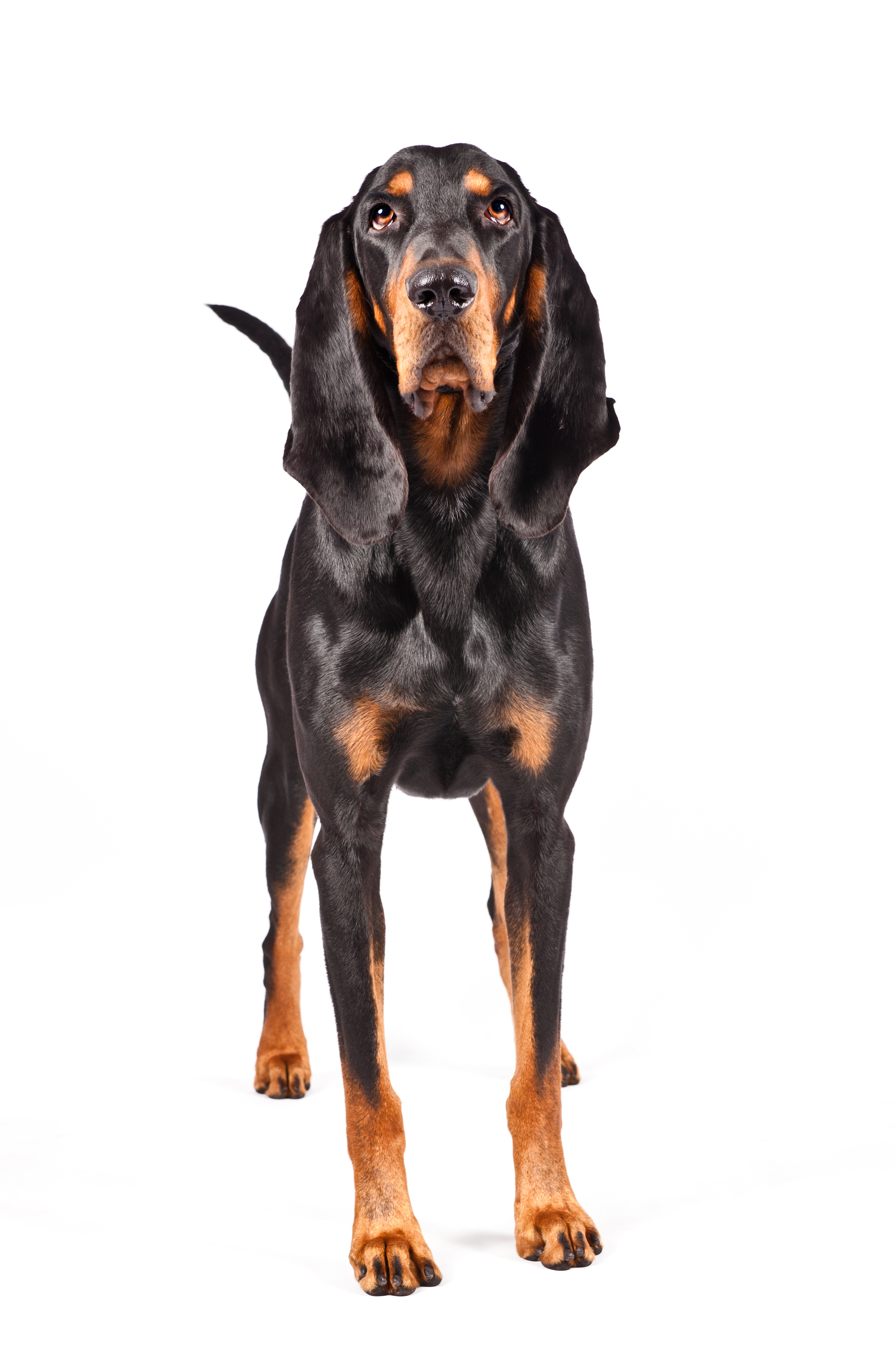 black tan coonhound