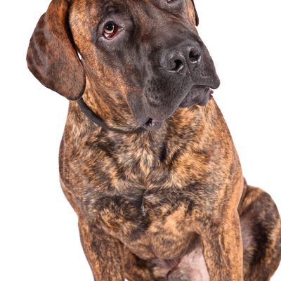 Dog of the Day | Boerboel