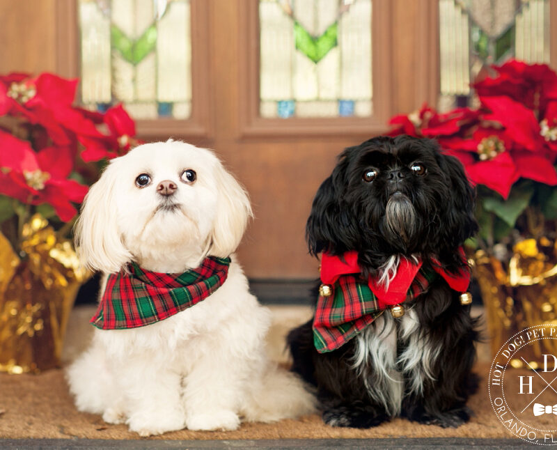 Boo & Deedee | Longwood Pet Photography