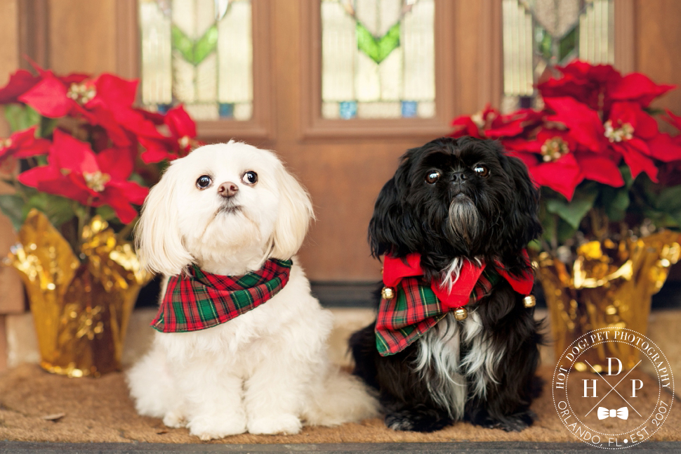 Longwood Pet Photography by Hot Dog! Pet Photography