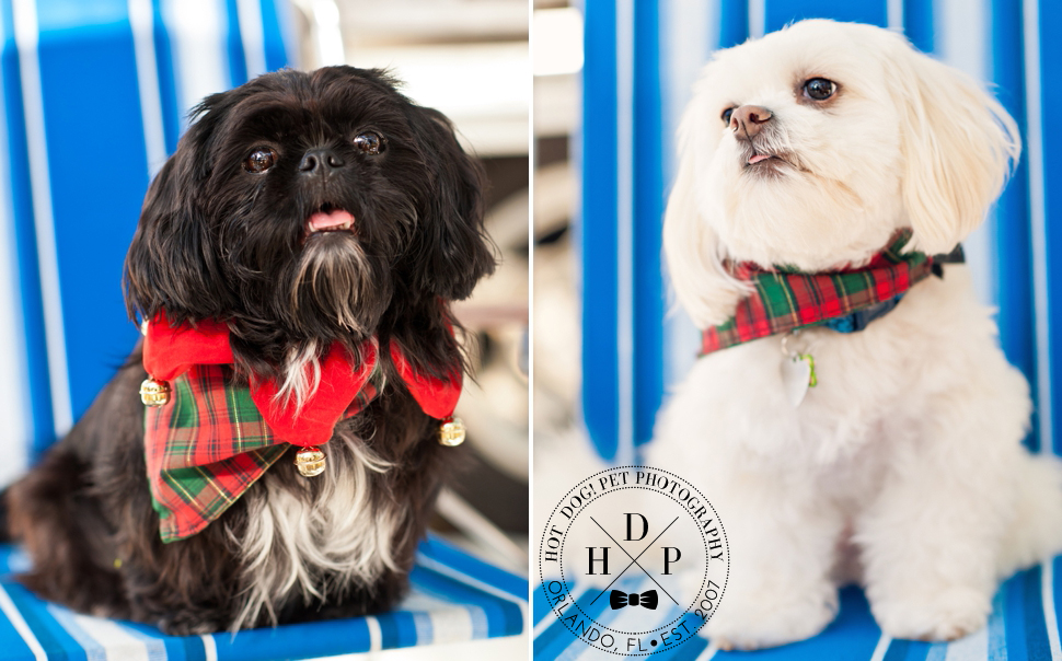 Longwood Pet Photography by Hot Dog! Pet Photography