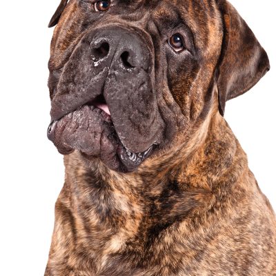 Dog of the Day | Bullmastiff