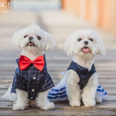 Charlie & Lola the Maltese | Orlando Pet Photography