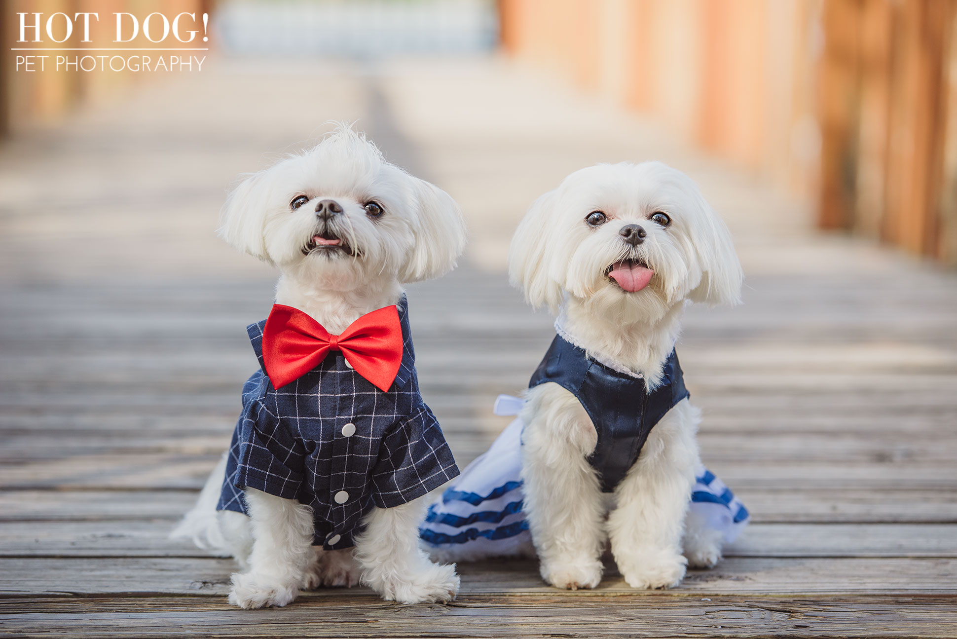 Charlie & Lola the Maltese | Orlando Pet Photography