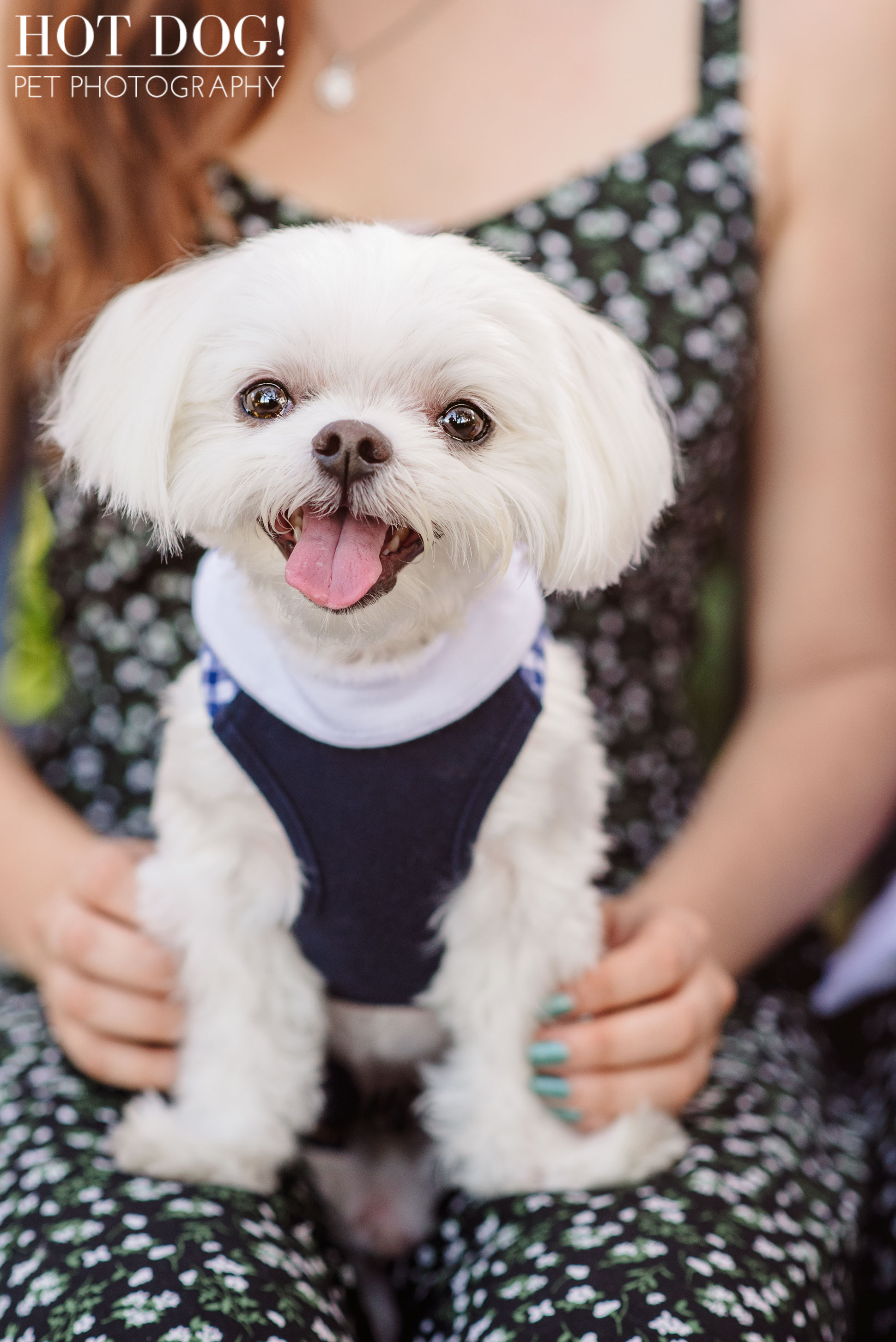 Charlie & Lola the Maltese | Orlando Pet Photography