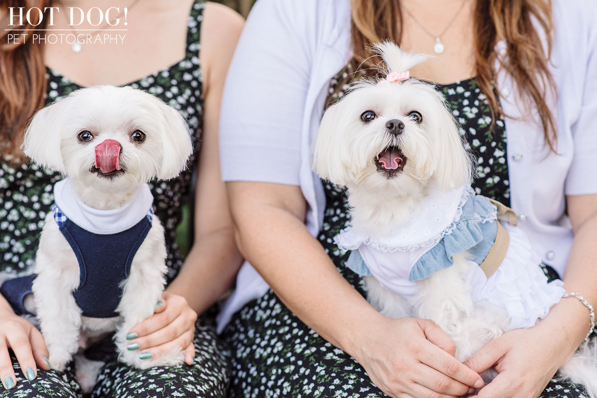 Charlie & Lola the Maltese | Orlando Pet Photography