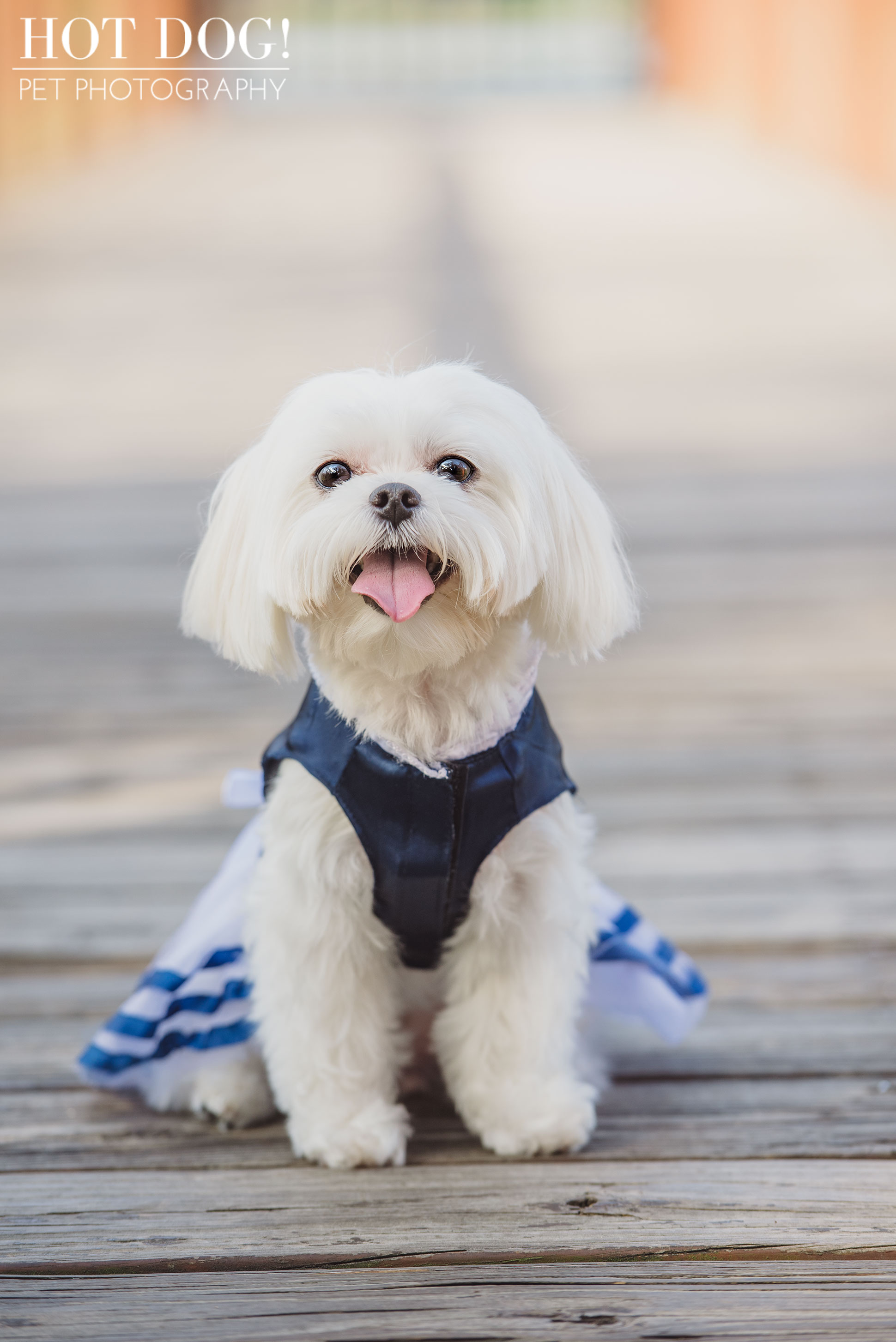 Charlie & Lola the Maltese | Orlando Pet Photography