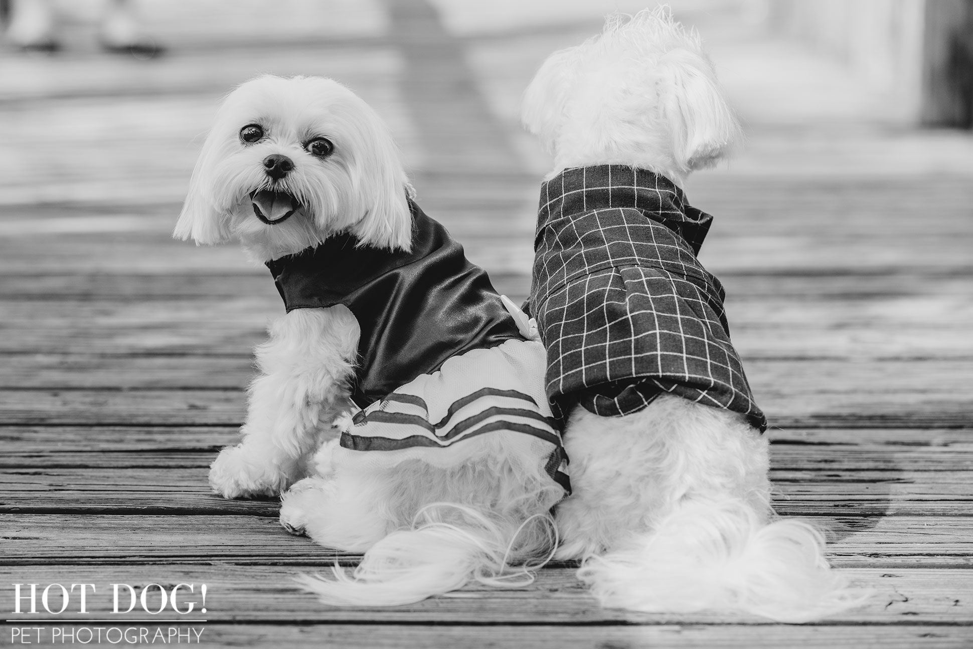 Charlie & Lola the Maltese | Orlando Pet Photography