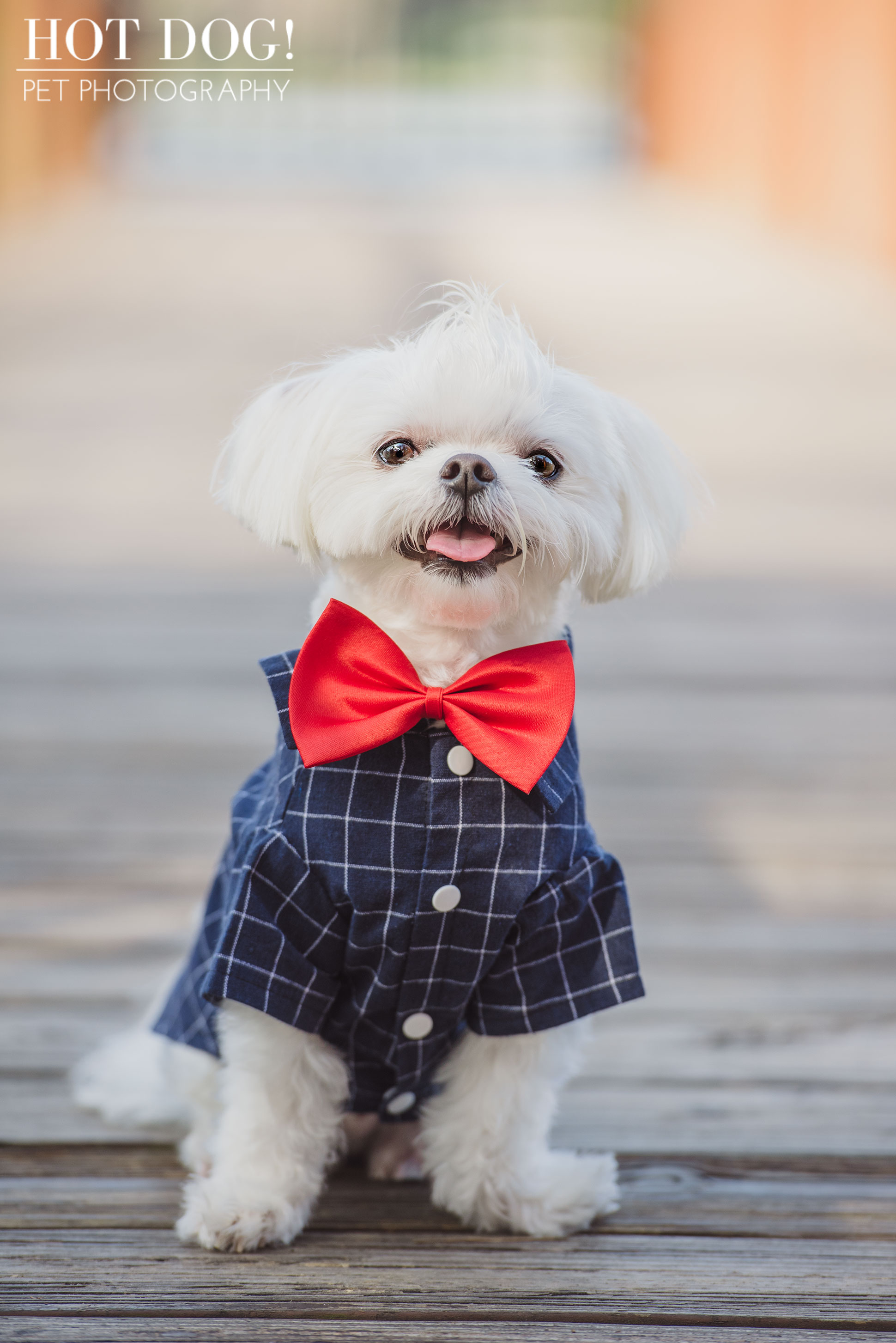 Charlie & Lola the Maltese | Orlando Pet Photography