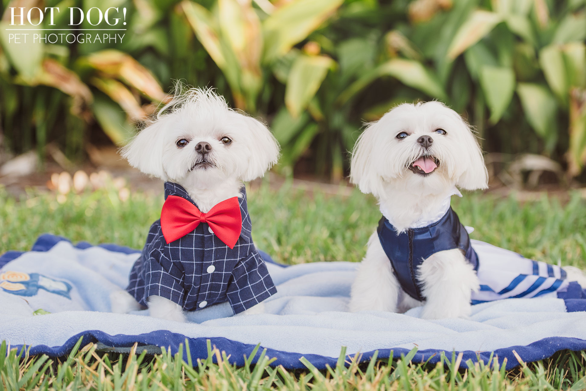 Charlie & Lola the Maltese | Orlando Pet Photography