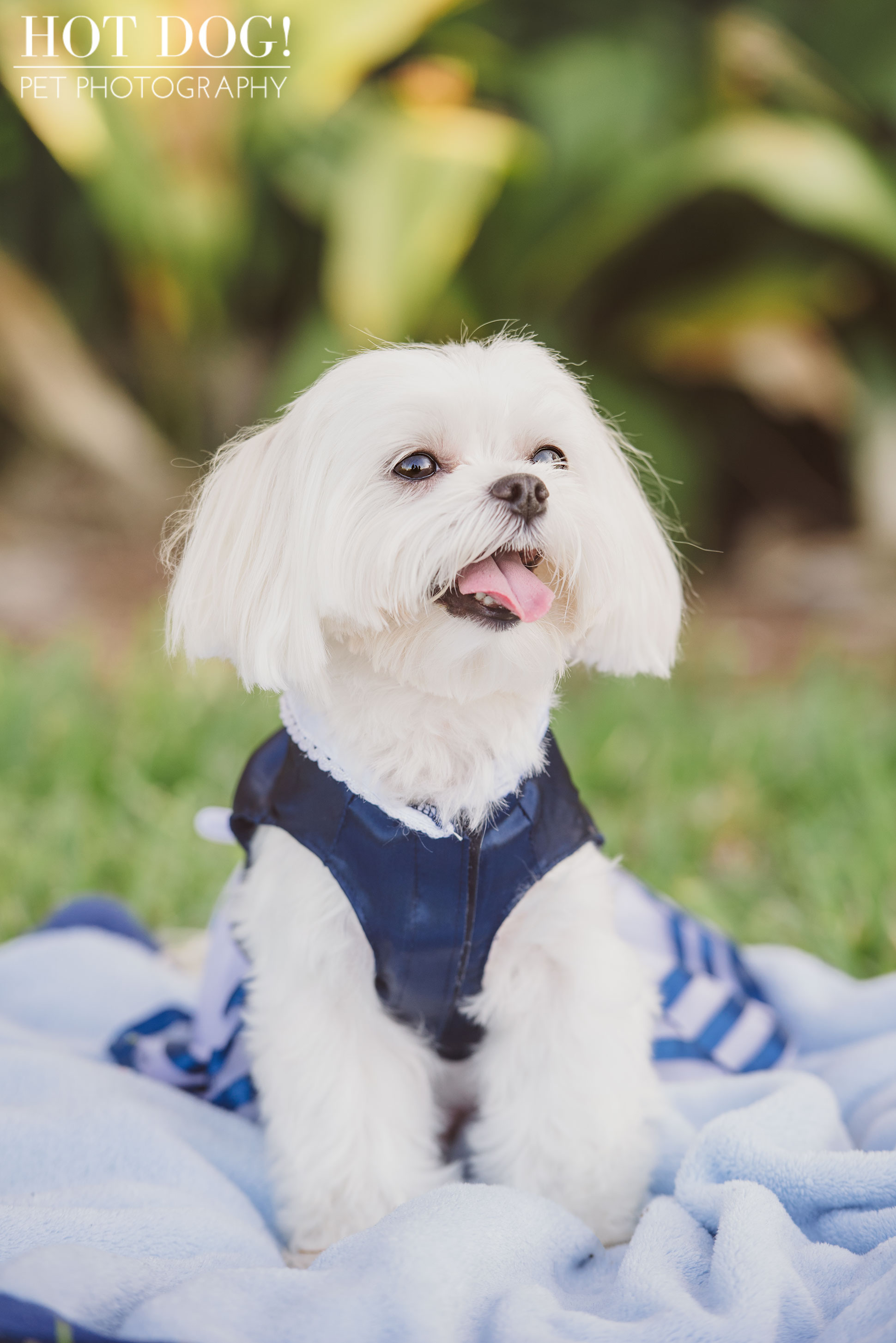 Charlie & Lola the Maltese | Orlando Pet Photography