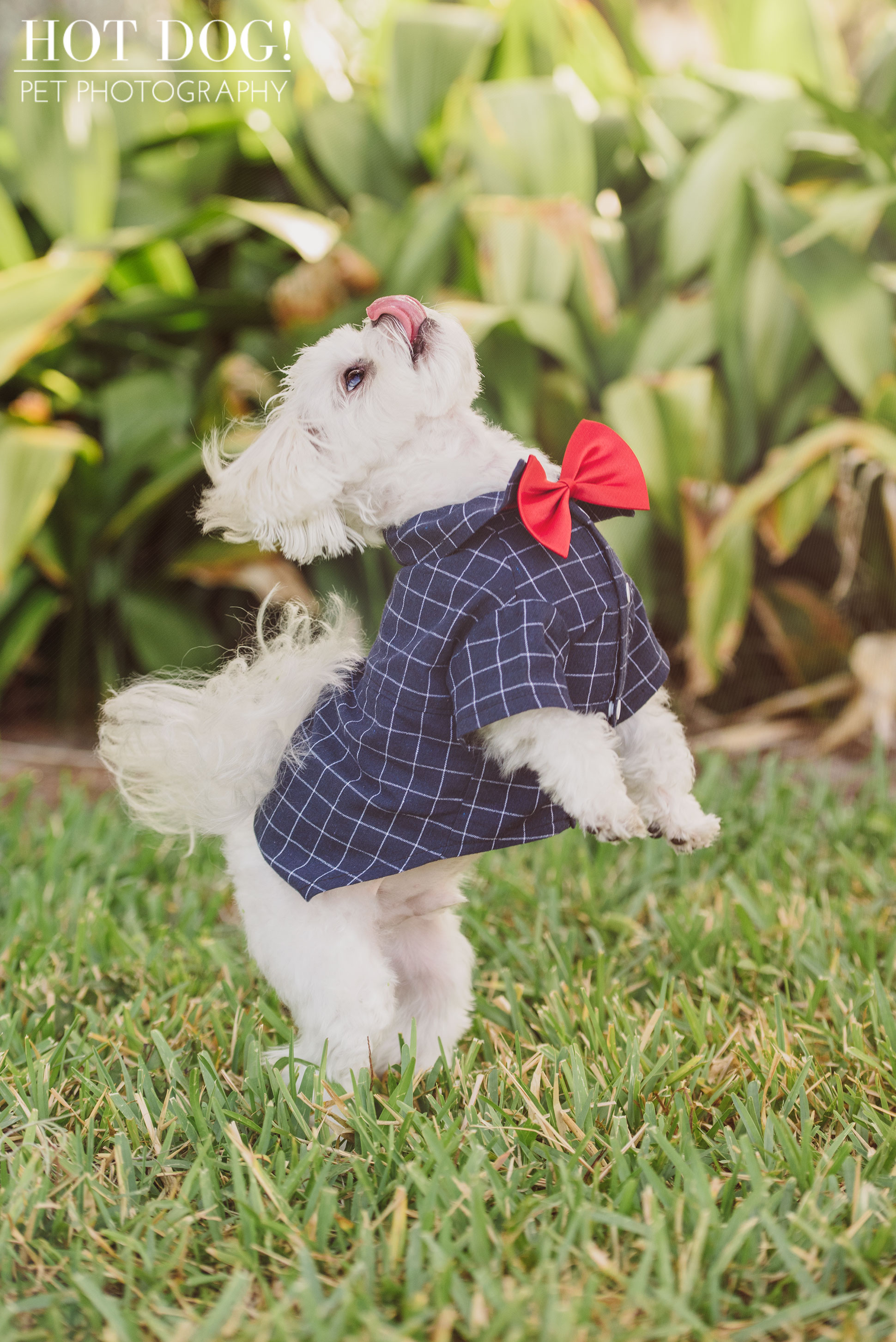 Charlie & Lola the Maltese | Orlando Pet Photography