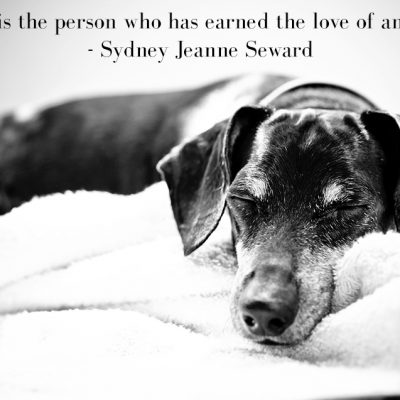 Cherished Companions | Senior Pet Photography