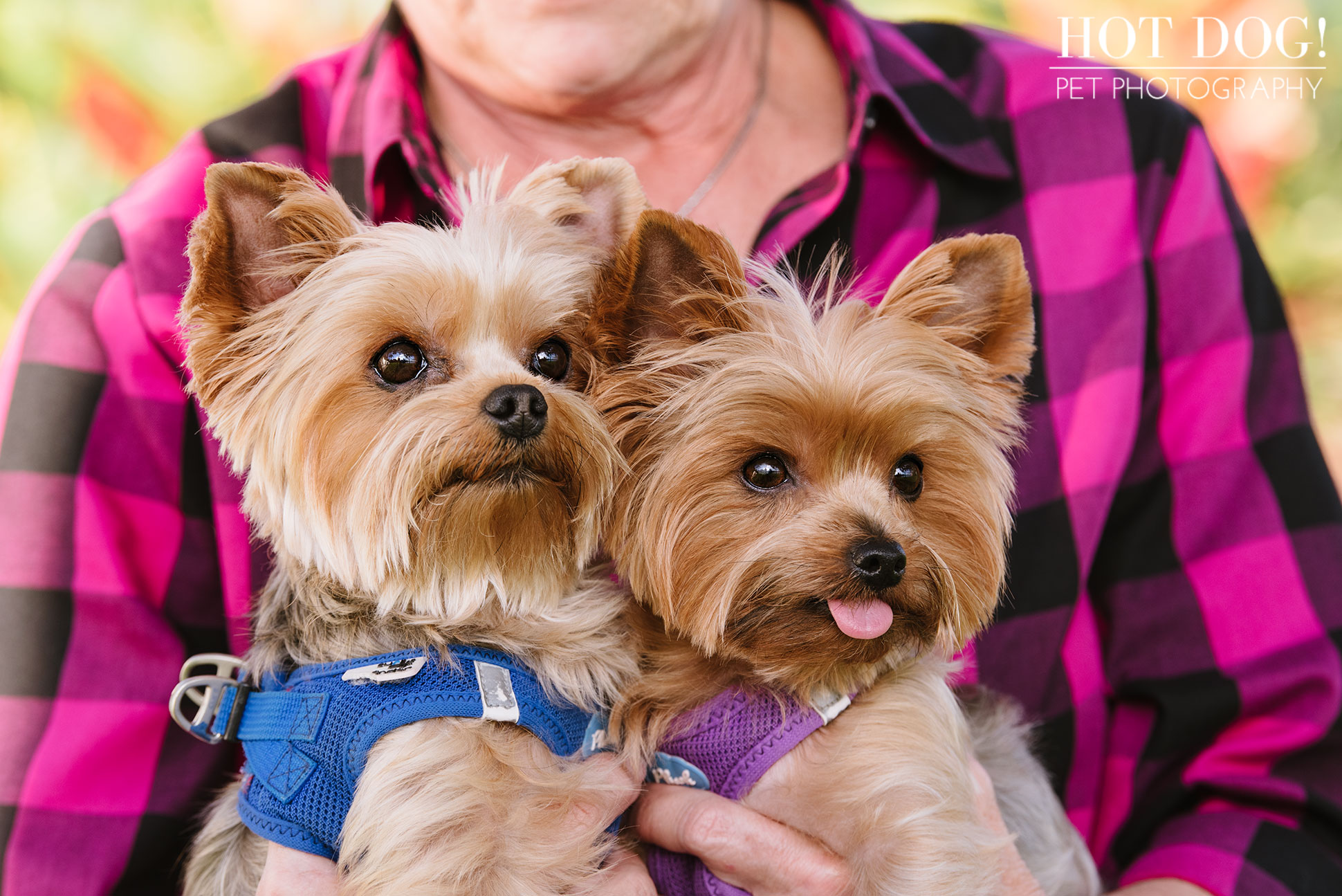 Choppie & Sweet Pea the Yorkies | Orlando Pet Photography