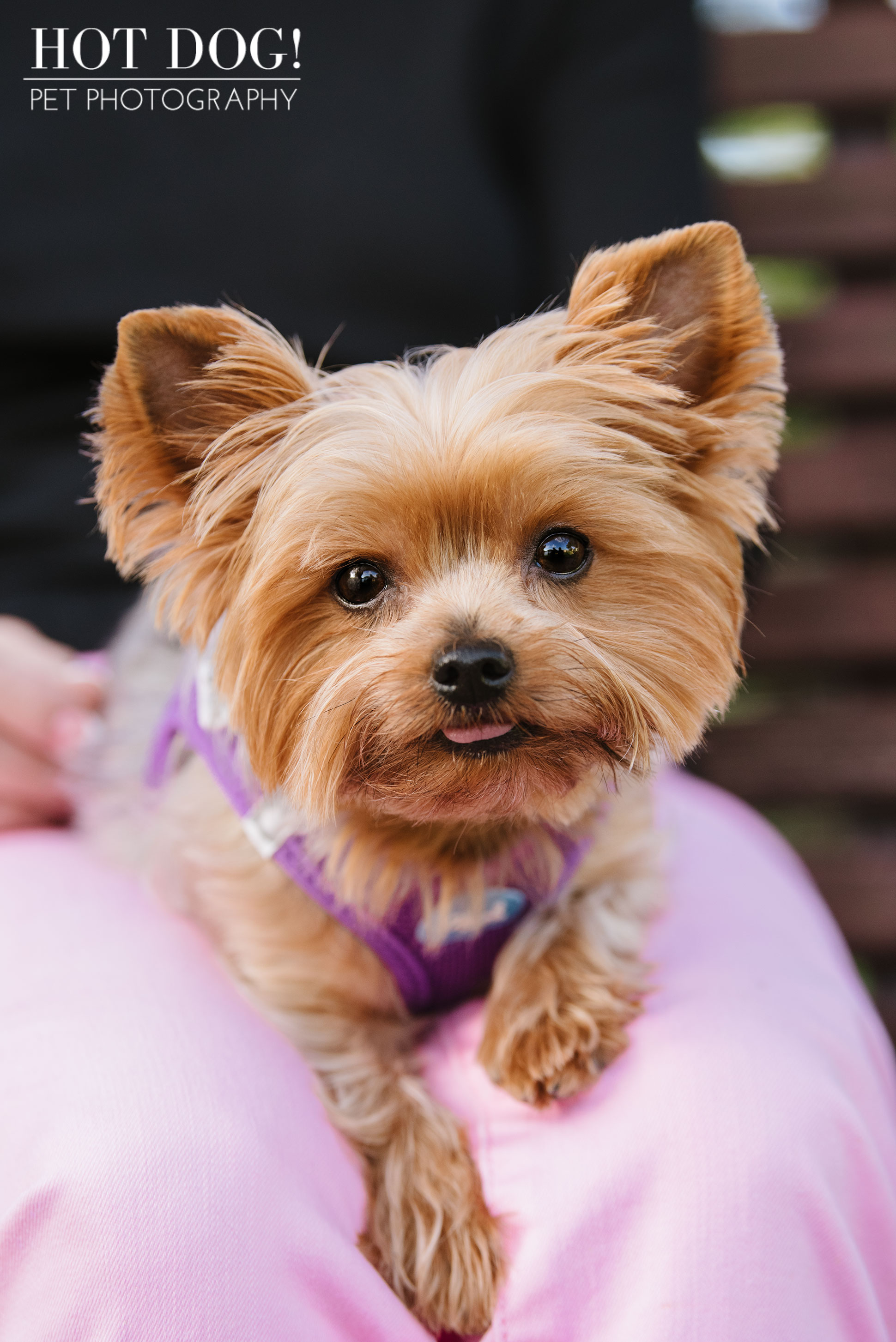 Choppie & Sweet Pea the Yorkies | Orlando Pet Photography