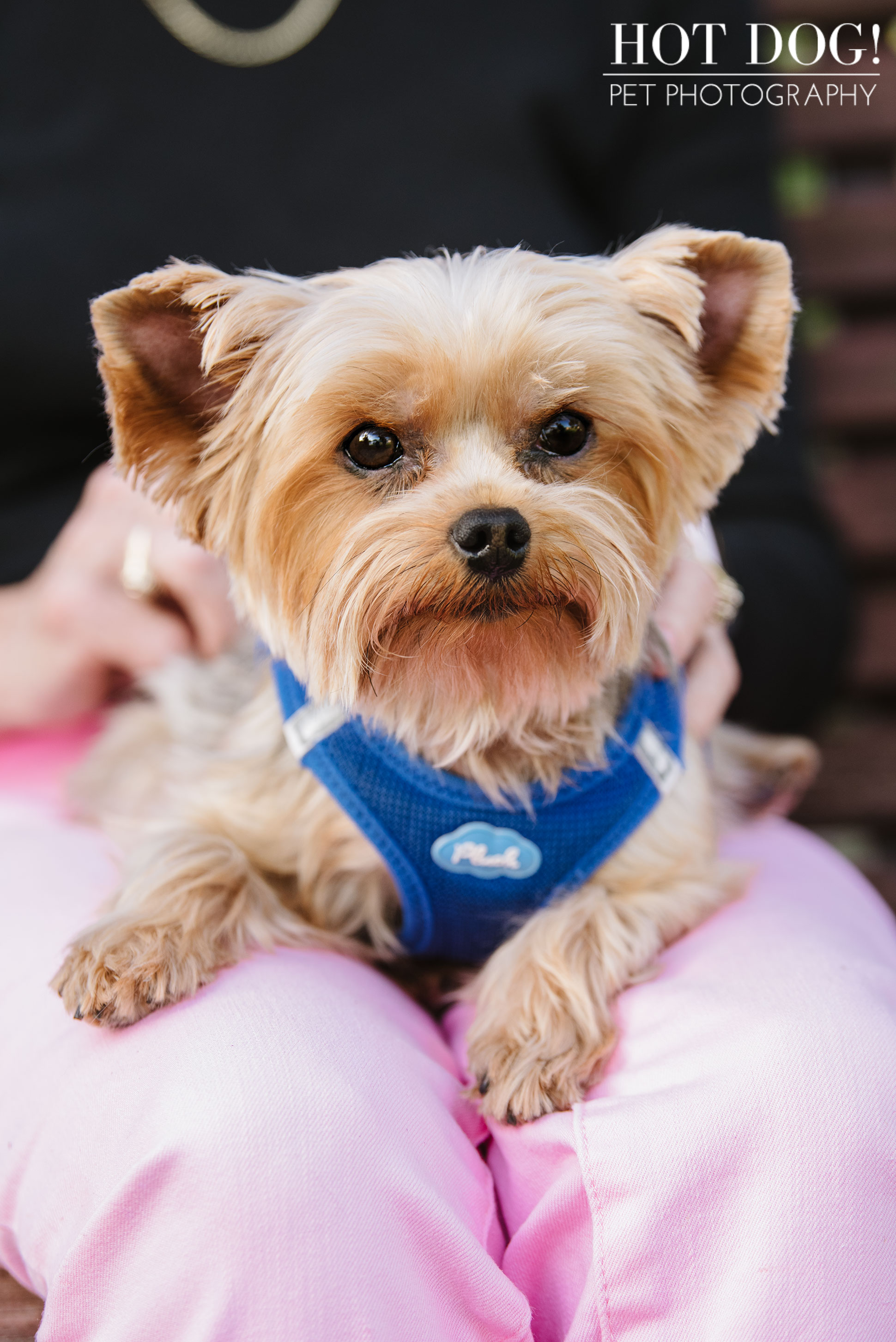 Choppie & Sweet Pea the Yorkies | Orlando Pet Photography