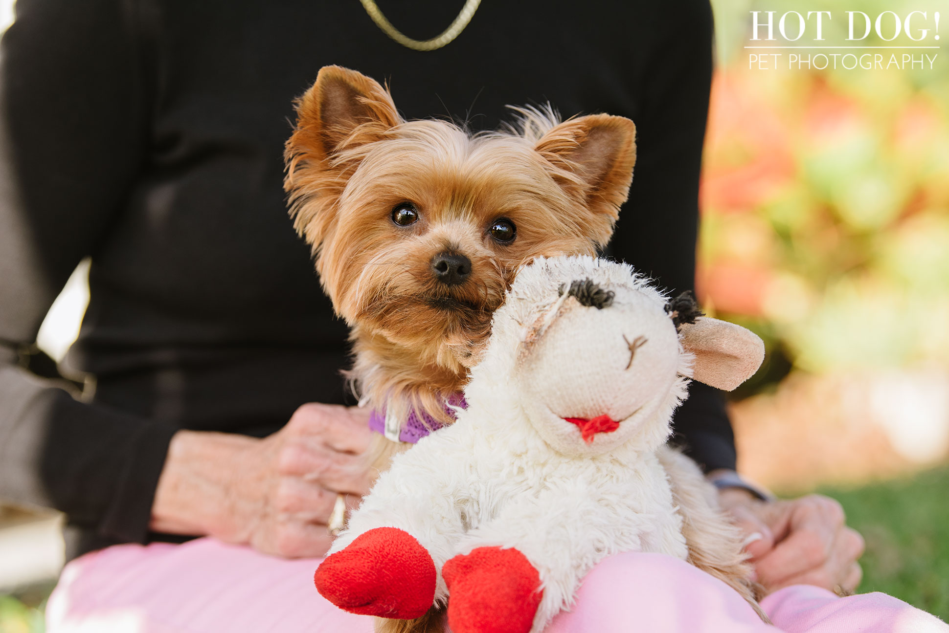 Choppie & Sweet Pea the Yorkies | Orlando Pet Photography