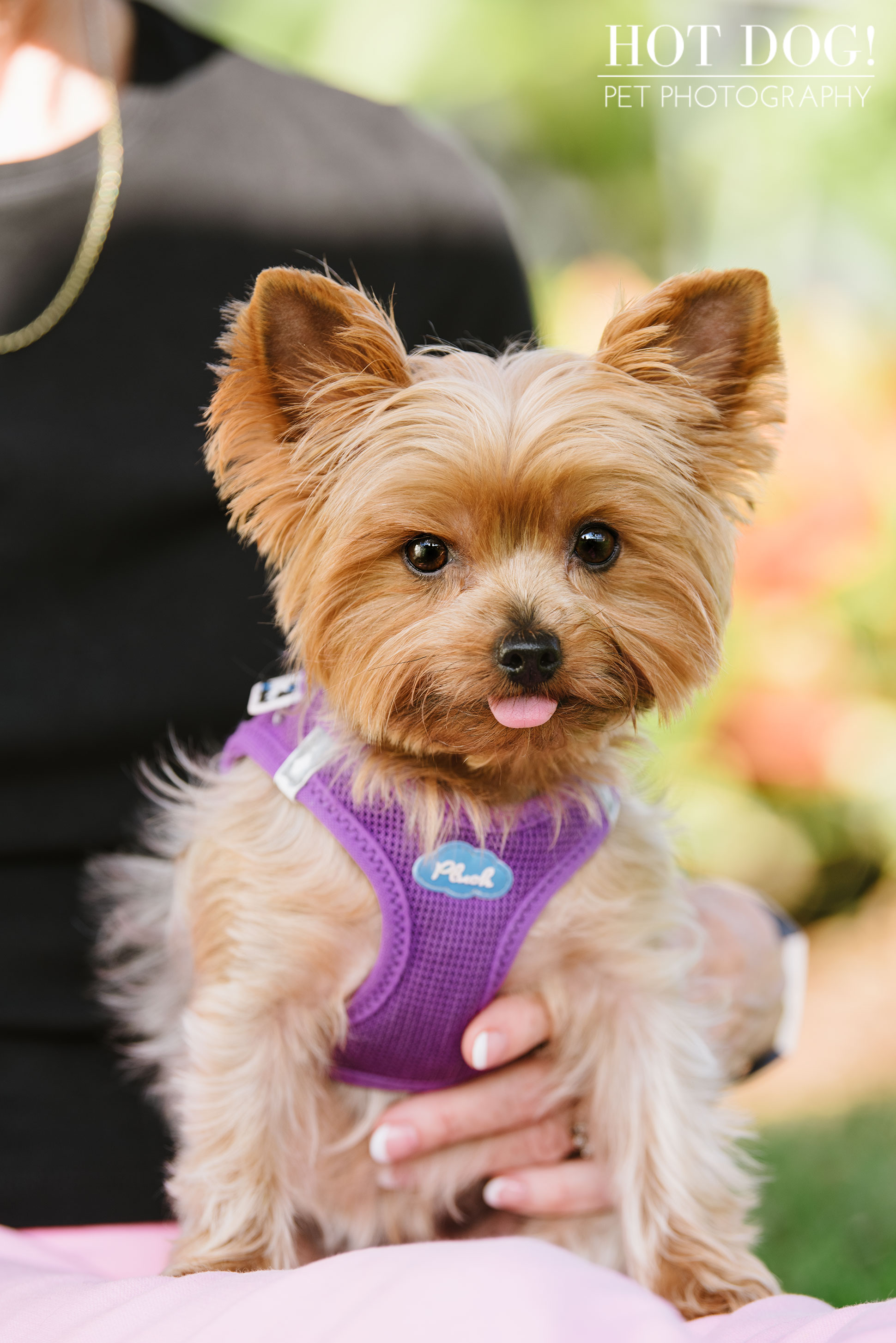 Choppie & Sweet Pea the Yorkies | Orlando Pet Photography