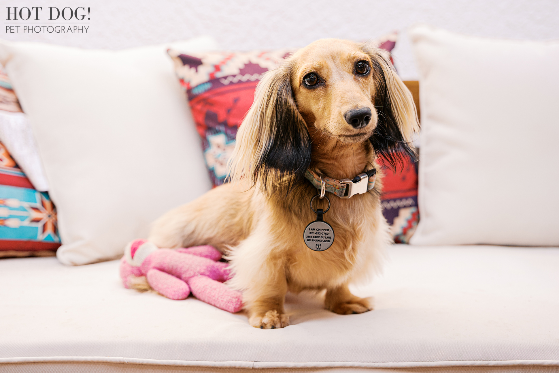 Dazzle the Dachshund relaxing on a white couch with a pink toy during an in-home pet photography session in Melbourne Florida.