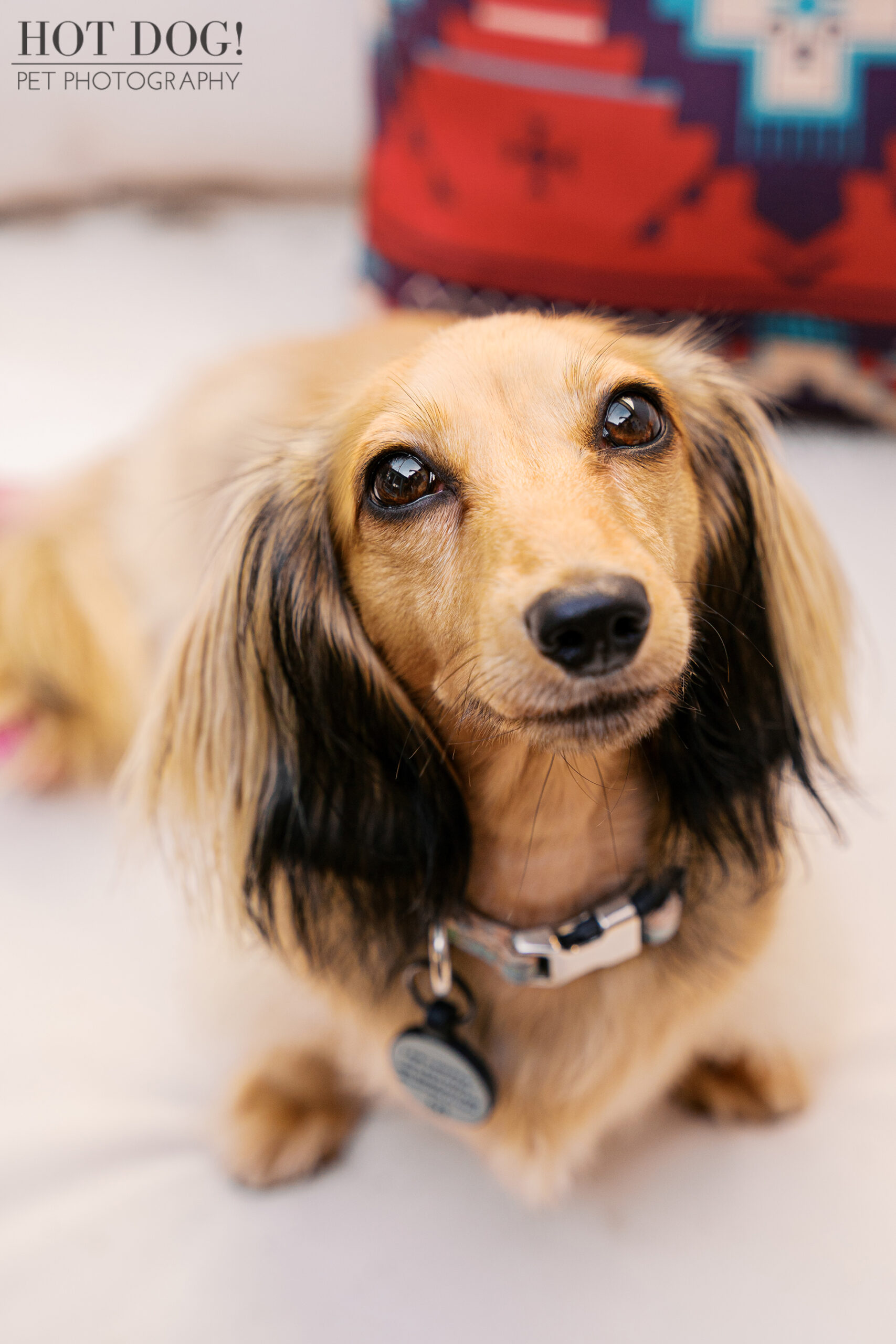 Close-up portrait of Dazzle the Dachshund looking up with expressive eyes during an at-home pet photography session in Melbourne FL.
