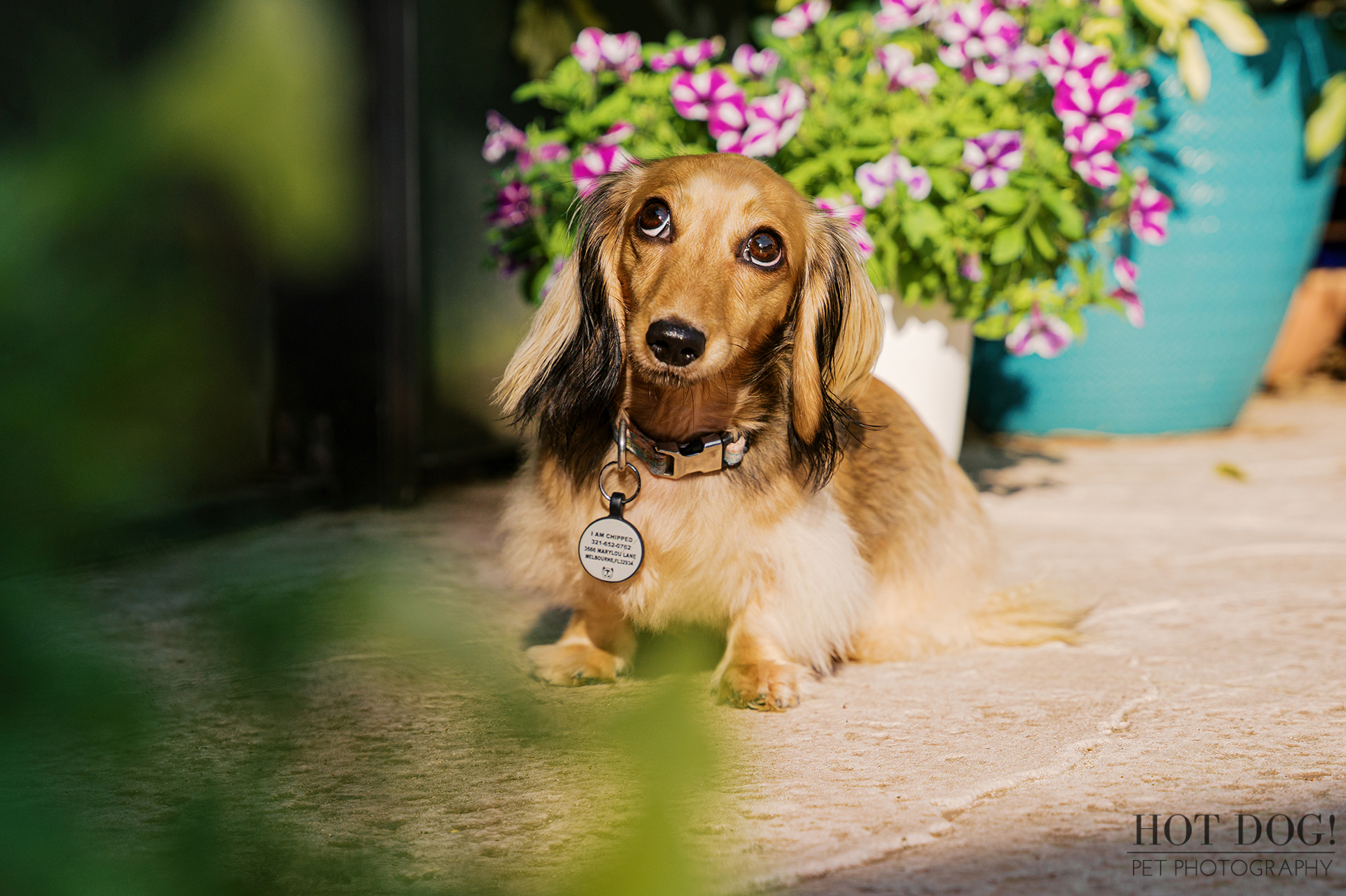 Dazzle the Dachshund sitting outdoors on a sunlit patio with colorful flowers during a Melbourne FL dog photography session.
