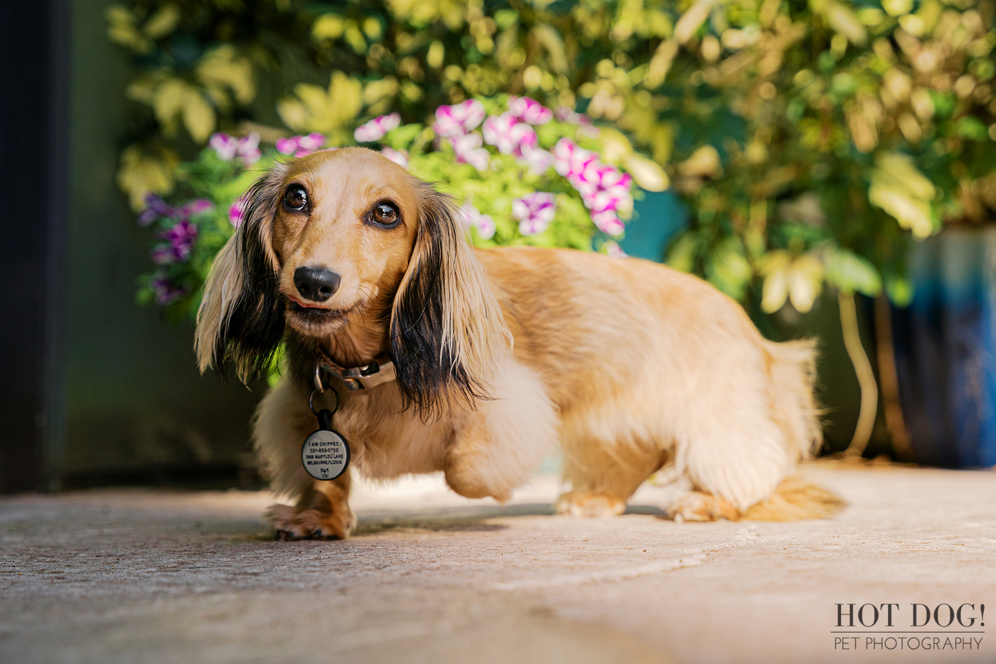 Side profile of Dazzle the Dachshund standing on a patio surrounded by greenery and flowers in Melbourne FL.
