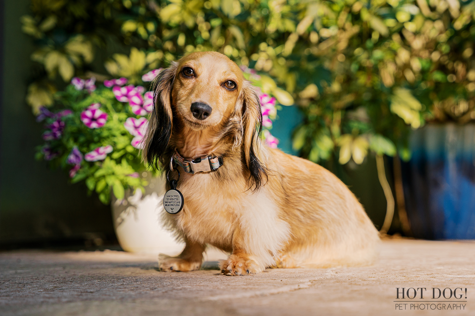 Dazzle the Dachshund sitting in soft sunlight with a flower pot backdrop during an outdoor home session in Melbourne Florida.