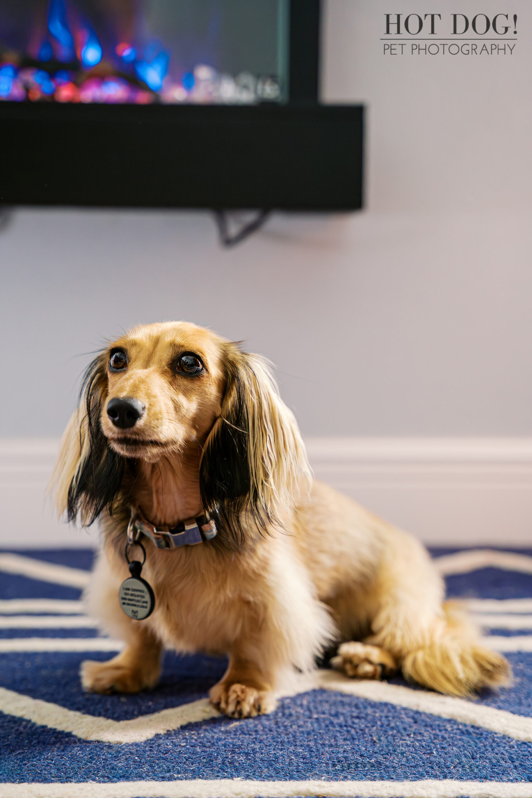 Dazzle the Dachshund sitting indoors by a modern fireplace on a blue rug during an at-home dog photography session.