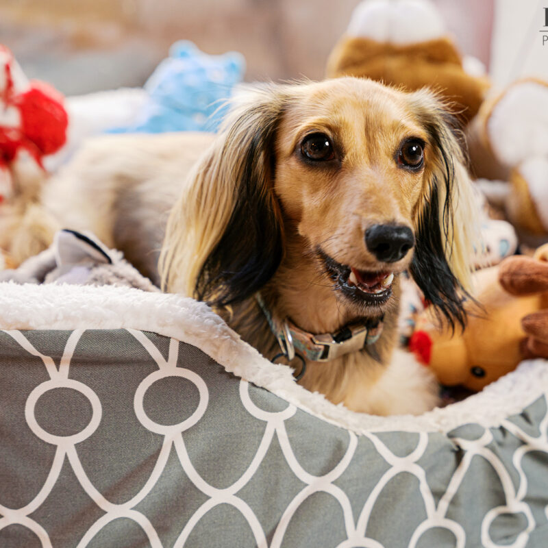 Dazzle the Dachshund nestled in a cozy dog bed surrounded by toys during a lifestyle pet photography session in Melbourne FL.