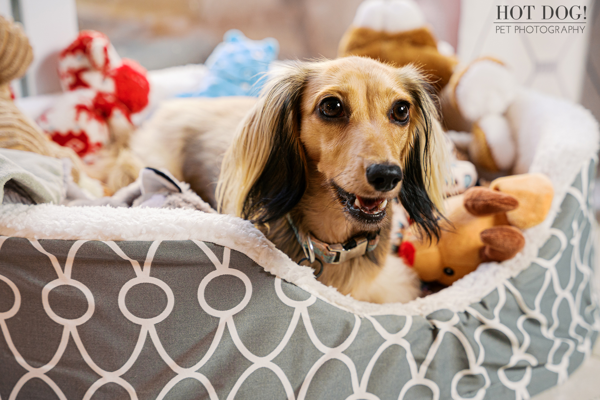 Dazzle the Dachshund nestled in a cozy dog bed surrounded by toys during a lifestyle pet photography session in Melbourne FL.